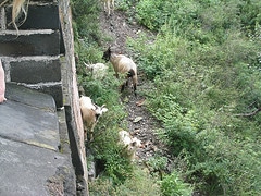 Goats - the Eco-Friendly Lawn Mowers